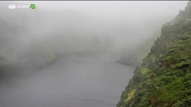 Imagem de Naturalmente Flores