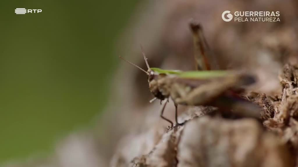 Imagem de Guerreiras pela Natureza