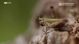 Imagem de Guerreiras pela Natureza