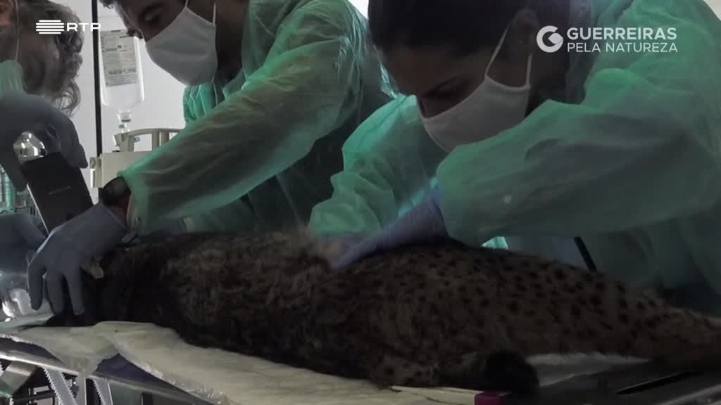 Imagem de Guerreiras pela Natureza