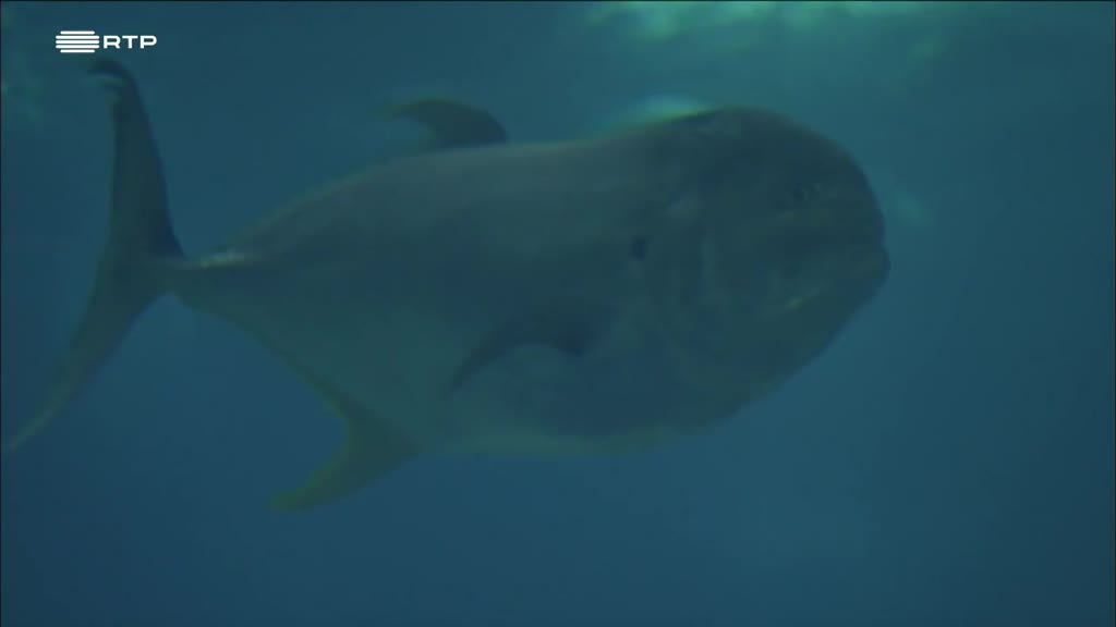 Imagem de Pai à Força