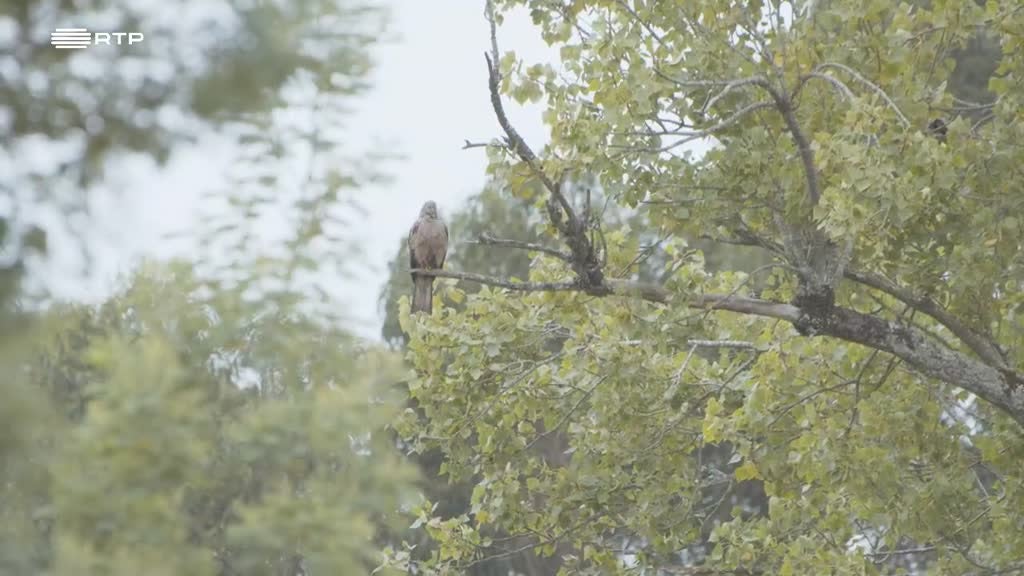 Imagem de Rios Urbanos - Rio Vouga-Ria de Aveiro - Aveiro