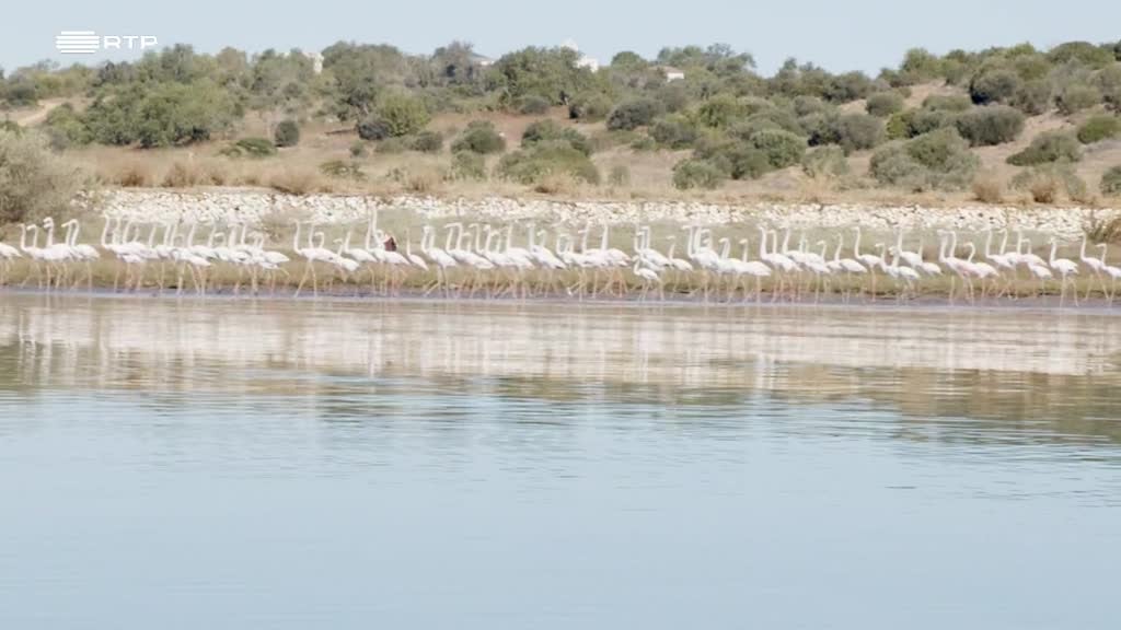 Imagem de Rios Urbanos - Rio Arade - Portimão e Lagoa