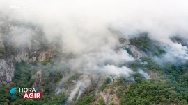 Mata Nacional do Bussaco