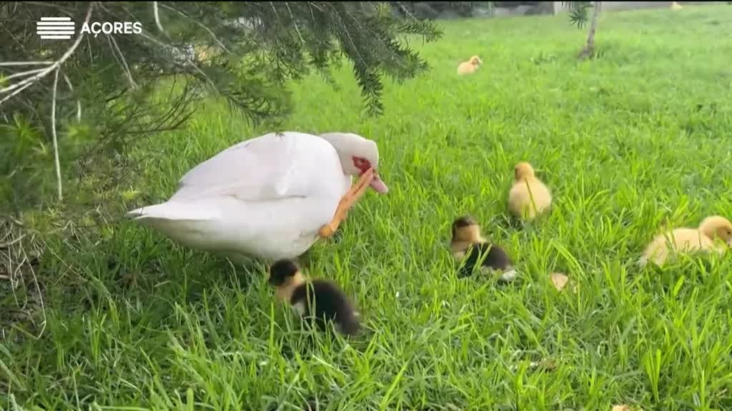 Imagem de O Mundo nos Açores - William Lima | São Miguel