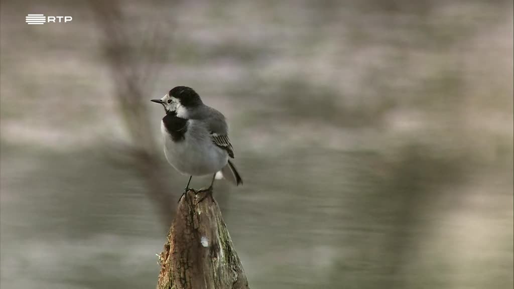 Imagem de O Mundo dos Pica-Paus
