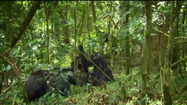 Montanhas Virunga, Terra de Gelo e de Fogo