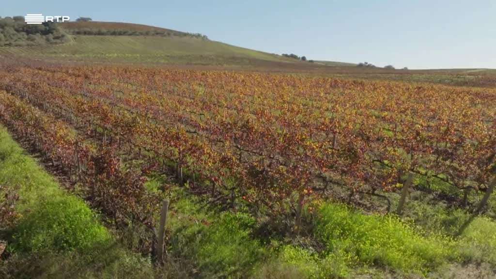 Imagem de Viagem ao Teu Interior - Vidigueira, Alvito e Cuba