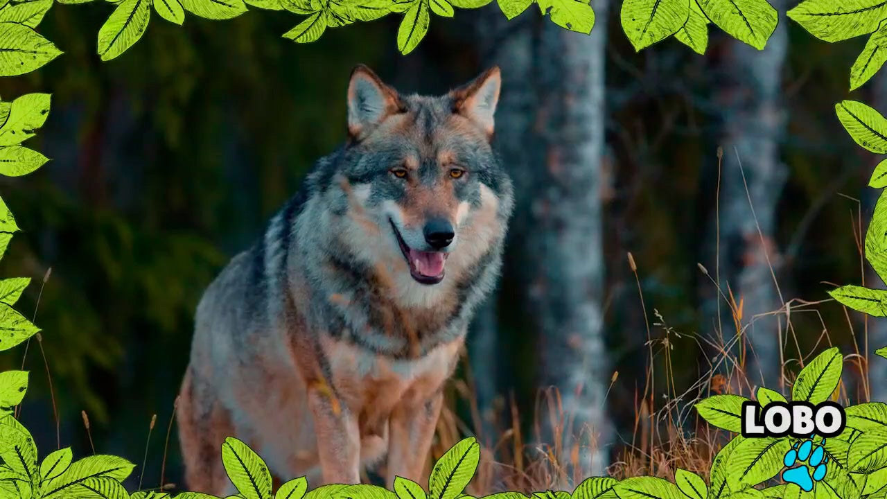 Imagem de No Mundo dos Animais - Lobo-ibérico