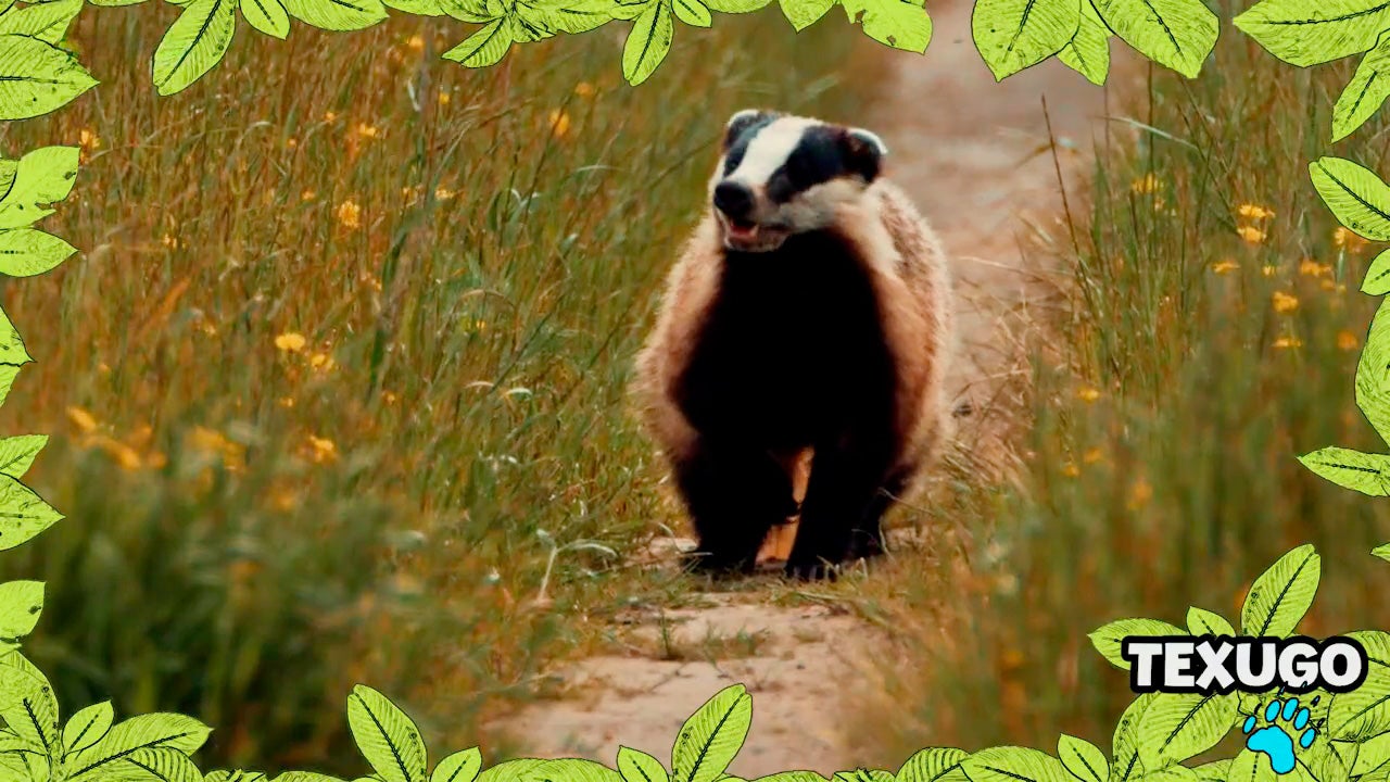 Imagem de No Mundo dos Animais - Texugo