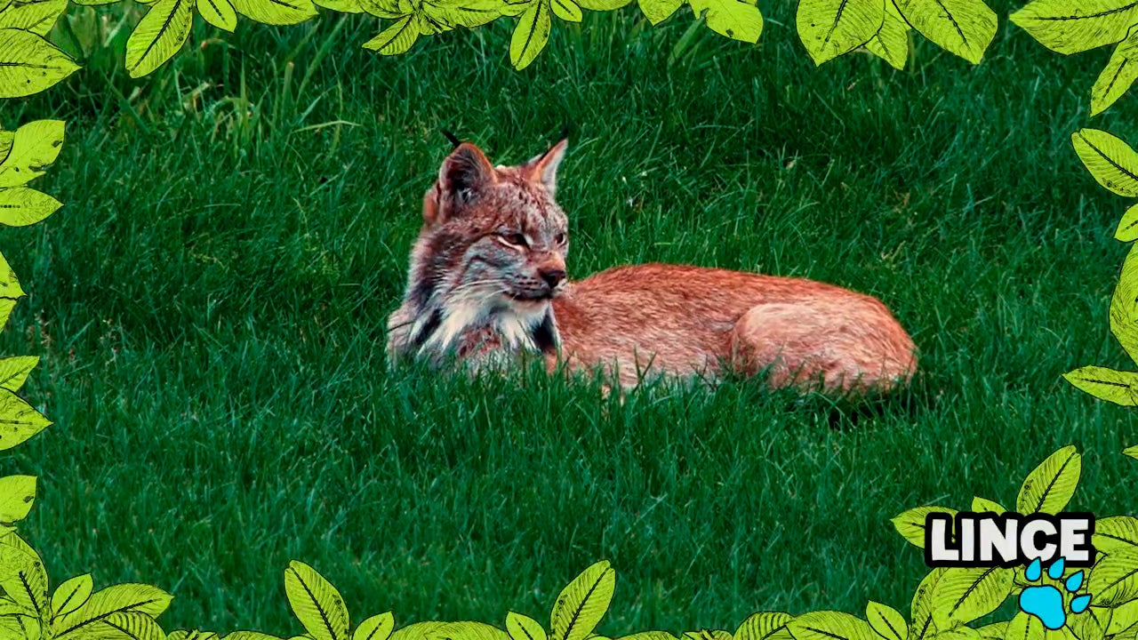 Imagem de No Mundo dos Animais - Lince-ibérico