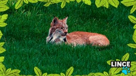 Imagem de No Mundo dos Animais