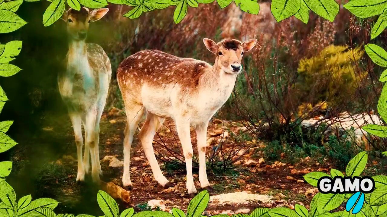 Imagem de No Mundo dos Animais - Gamo