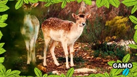 Imagem de No Mundo dos Animais