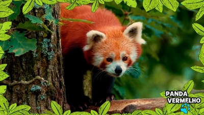 No Mundo dos Animais - Panda-vermelho