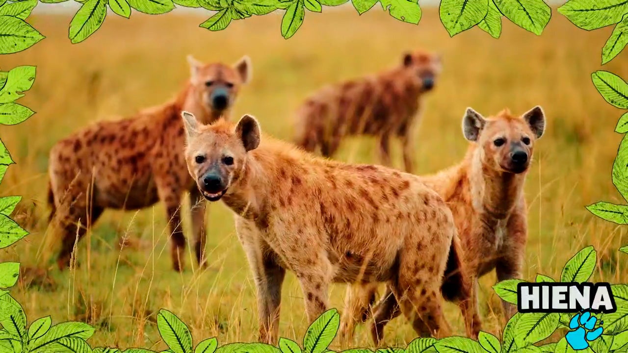 Imagem de No Mundo dos Animais - Hiena