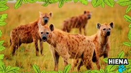 Imagem de No Mundo dos Animais