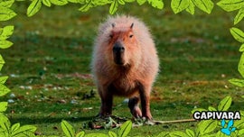 Imagem de No Mundo dos Animais