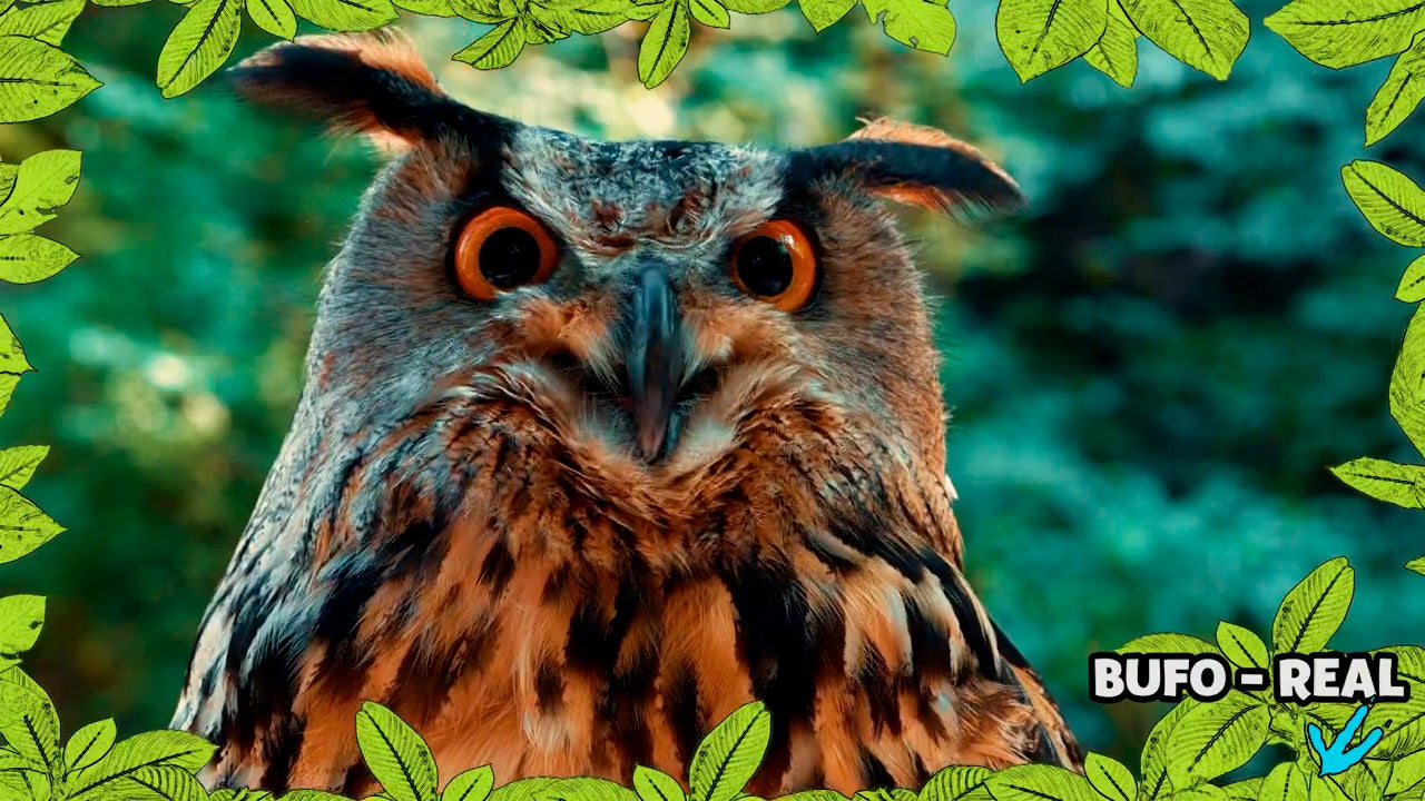 Imagem de No Mundo dos Animais - Bufo-Real
