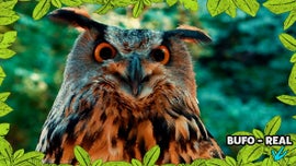 Imagem de No Mundo dos Animais