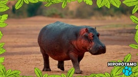 Imagem de No Mundo dos Animais