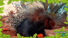 Imagem de No Mundo dos Animais