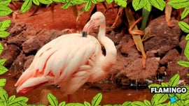 Imagem de No Mundo dos Animais