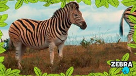 Imagem de No Mundo dos Animais