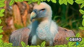 Imagem de No Mundo dos Animais