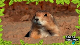 Imagem de No Mundo dos Animais