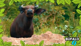 Imagem de No Mundo dos Animais