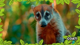 Imagem de No Mundo dos Animais