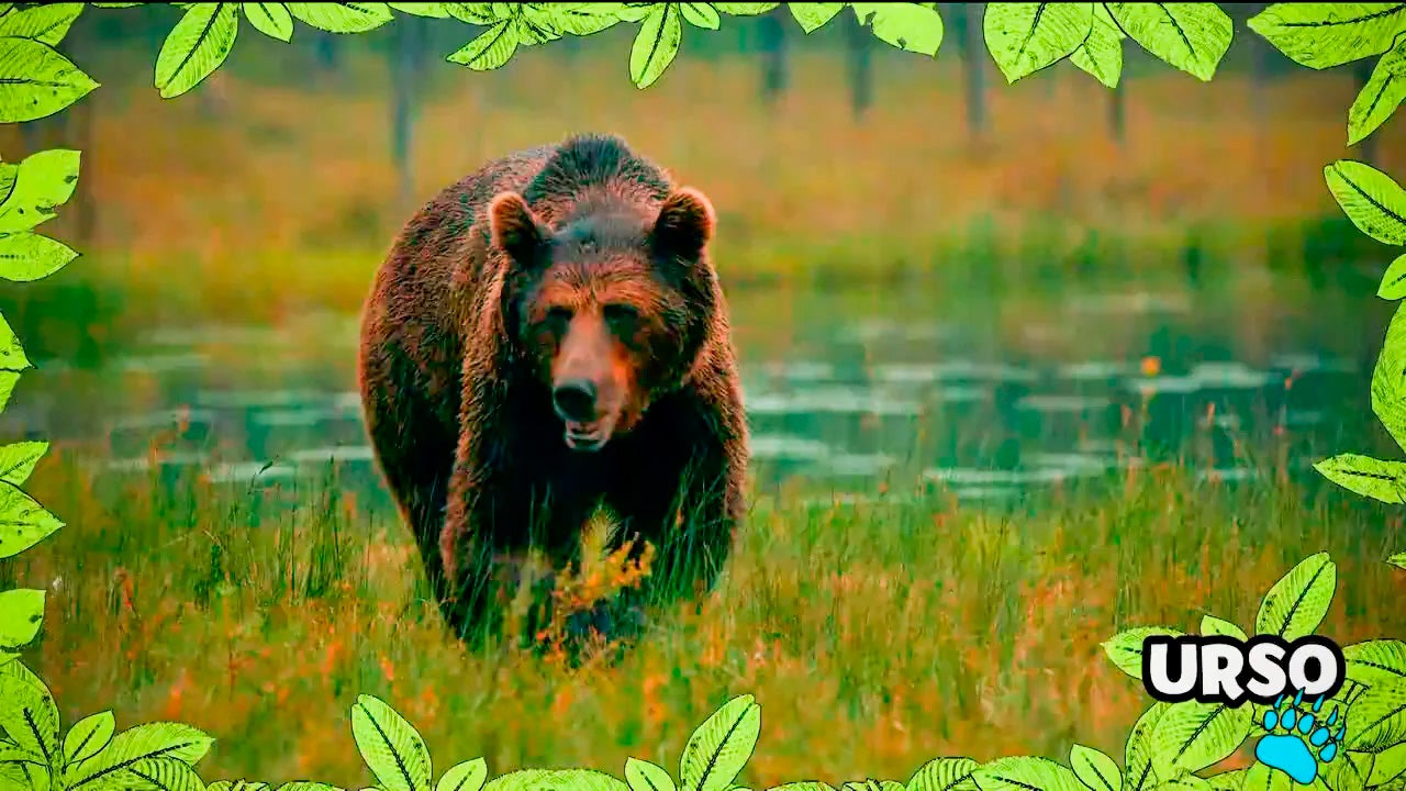 Imagem de No Mundo dos Animais - Urso