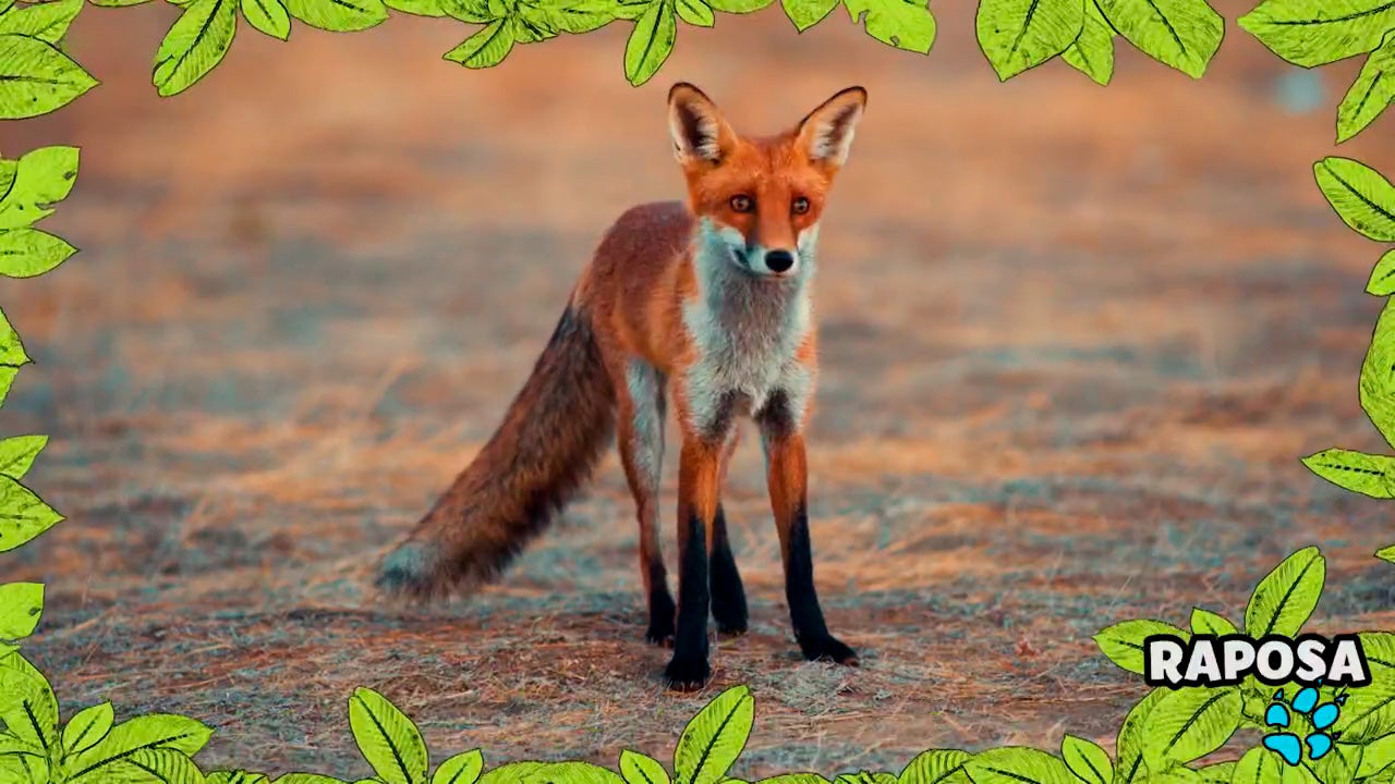 Imagem de No Mundo dos Animais - Raposa-vermelha