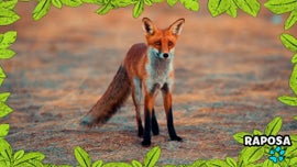 Imagem de No Mundo dos Animais