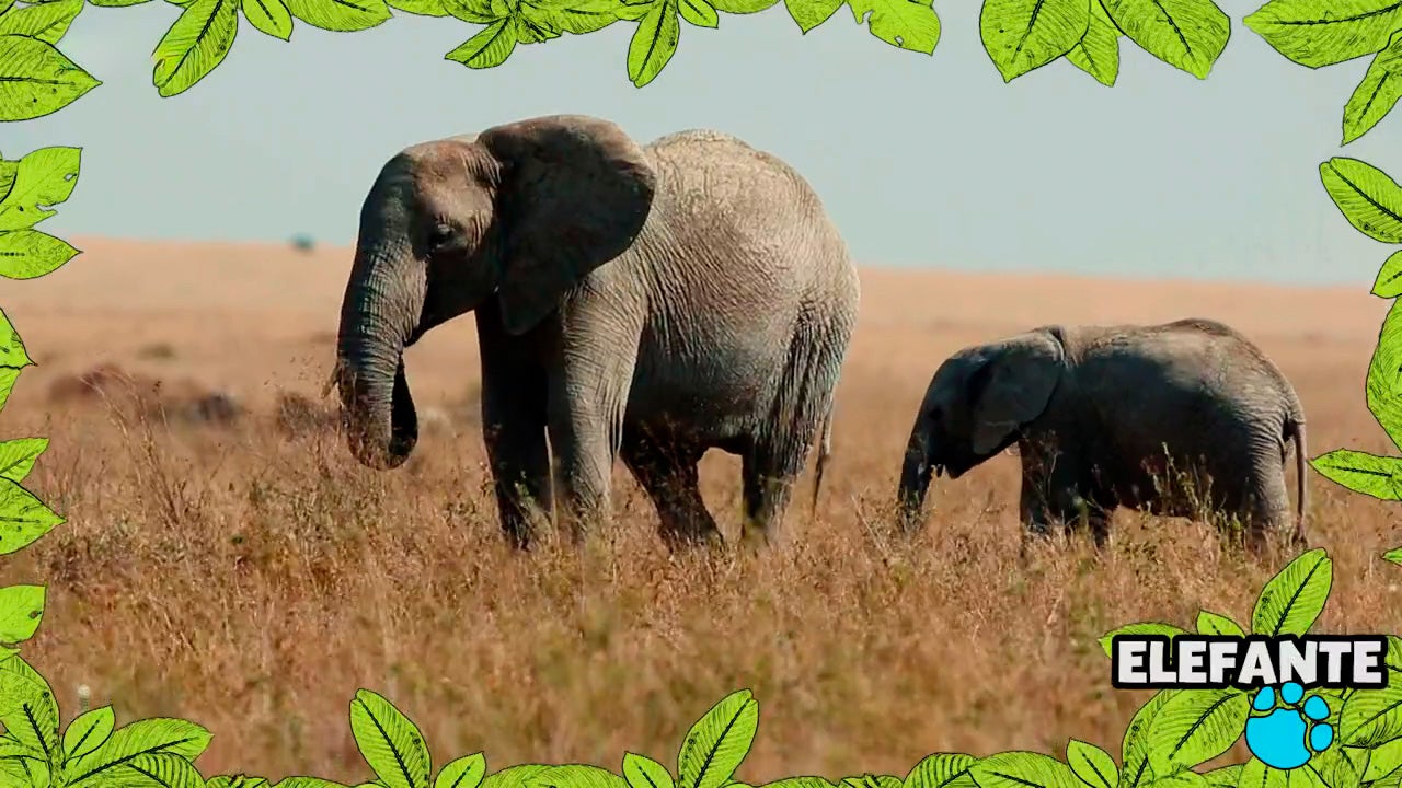 Imagem de No Mundo dos Animais - Elefante