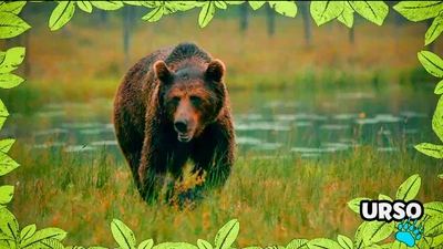 No Mundo dos Animais - Urso