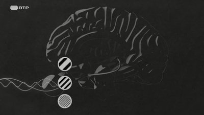 O Cérebro - O Cérebro: Perceção ou Ilusão?