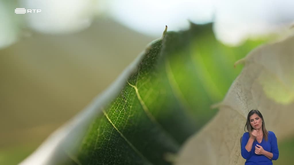 Imagem de Biosfera - A Saúde das Plantas