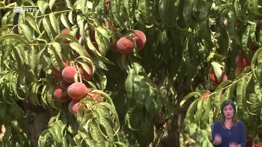 Imagem de Biosfera - Alimentação Saudável e Sustentável