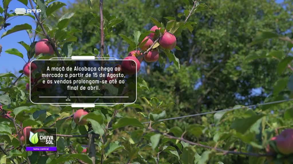 Imagem de Faça Chuva Faça Sol