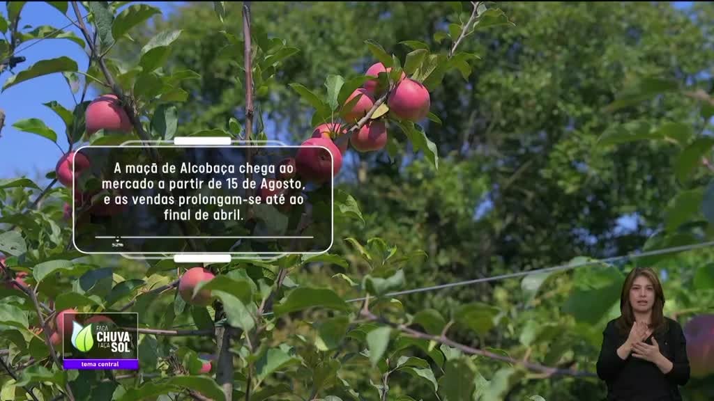 Imagem de Faça Chuva Faça Sol