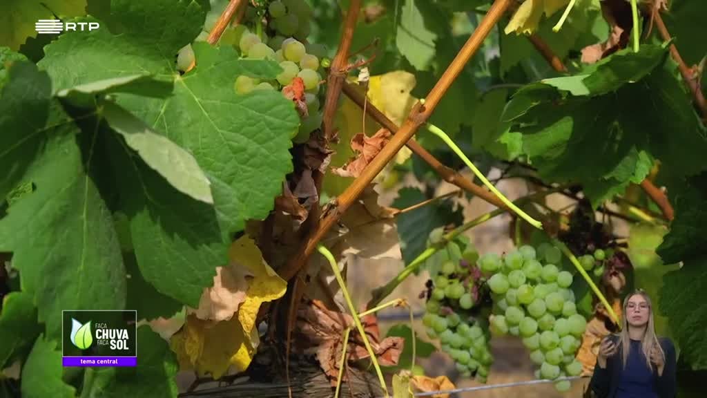 Imagem de Faça Chuva Faça Sol