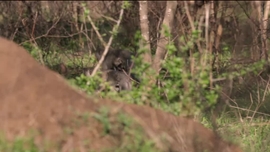 Imagem de Concentrados - Dep�sito de Concentrados Alem�es na Ilha Terceira (1916-1919)
