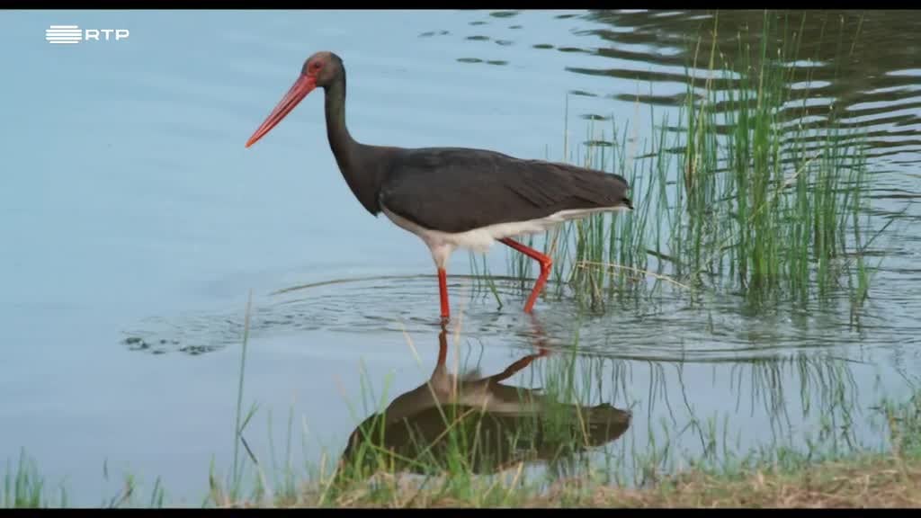 Imagem de Montado - O Bosque do Lince Ibérico