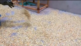 Imagem de frica Global