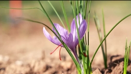 Imagem de frica Global