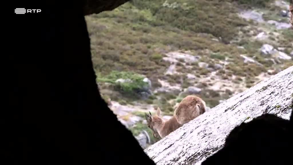 Imagem de Outras Histórias - À Procura da Cabra-Brava; A Natureza Tudo Oferece