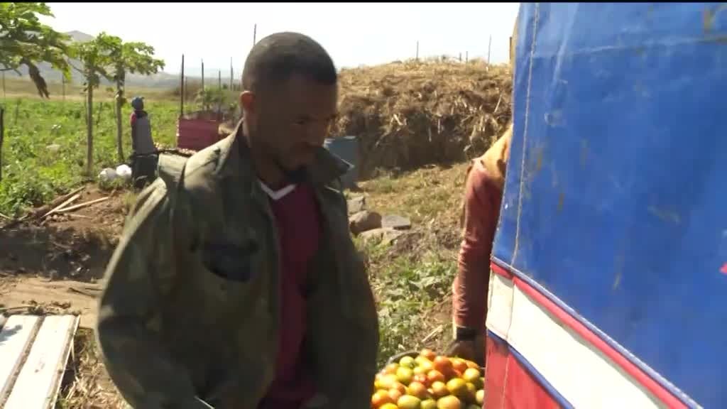 Imagem de Nha Terra Nha Cretcheu - Manuel Amado / Mundo Rural