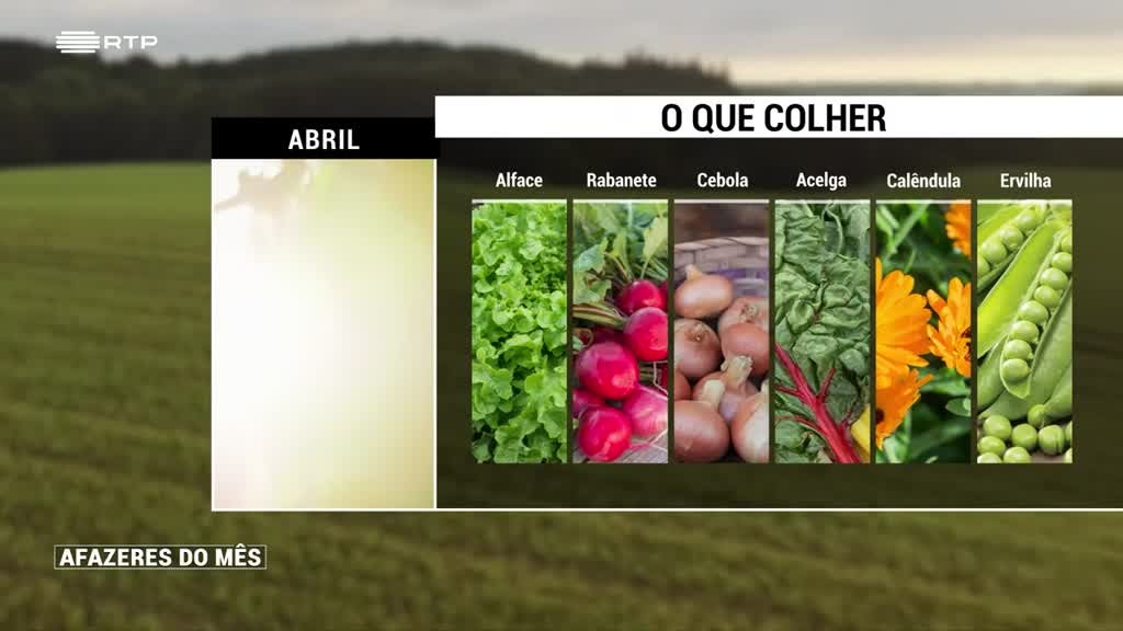 Imagem de Afazeres do Mês